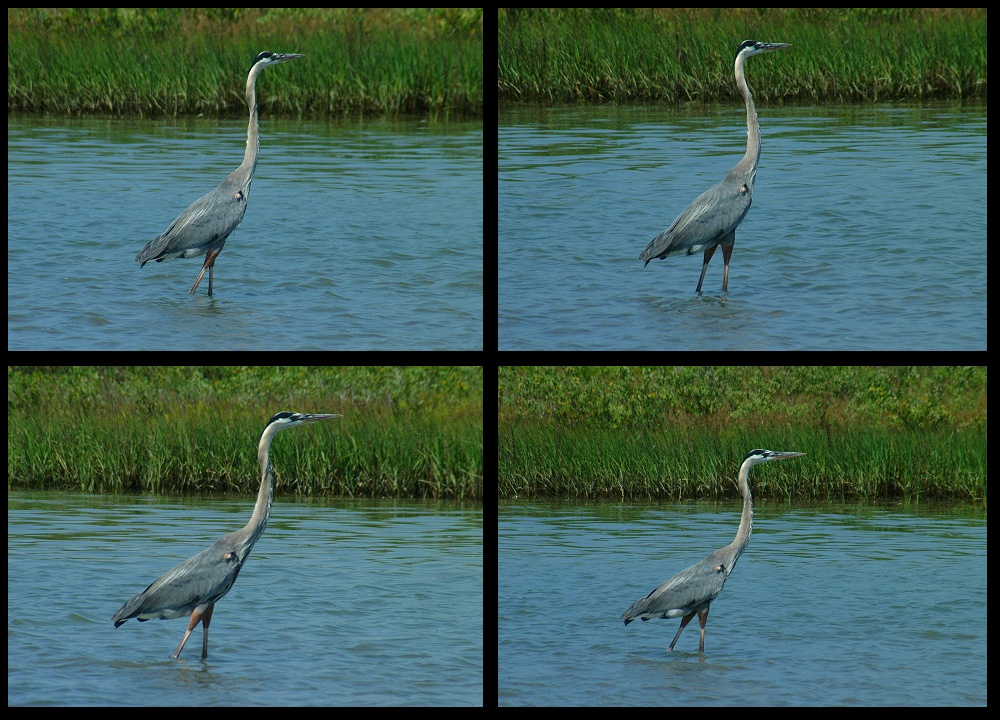 (07) blue heron montage.jpg   (1000x720)   336 Kb                                    Click to display next picture